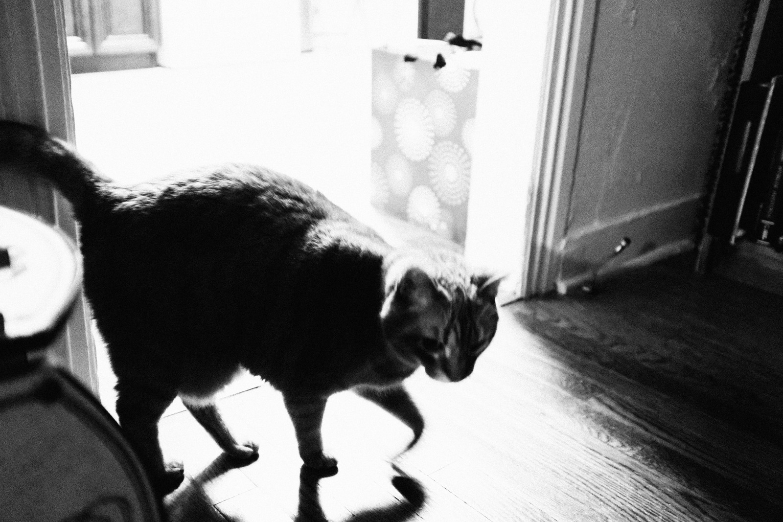 Whiskers in a Sunlit Doorway