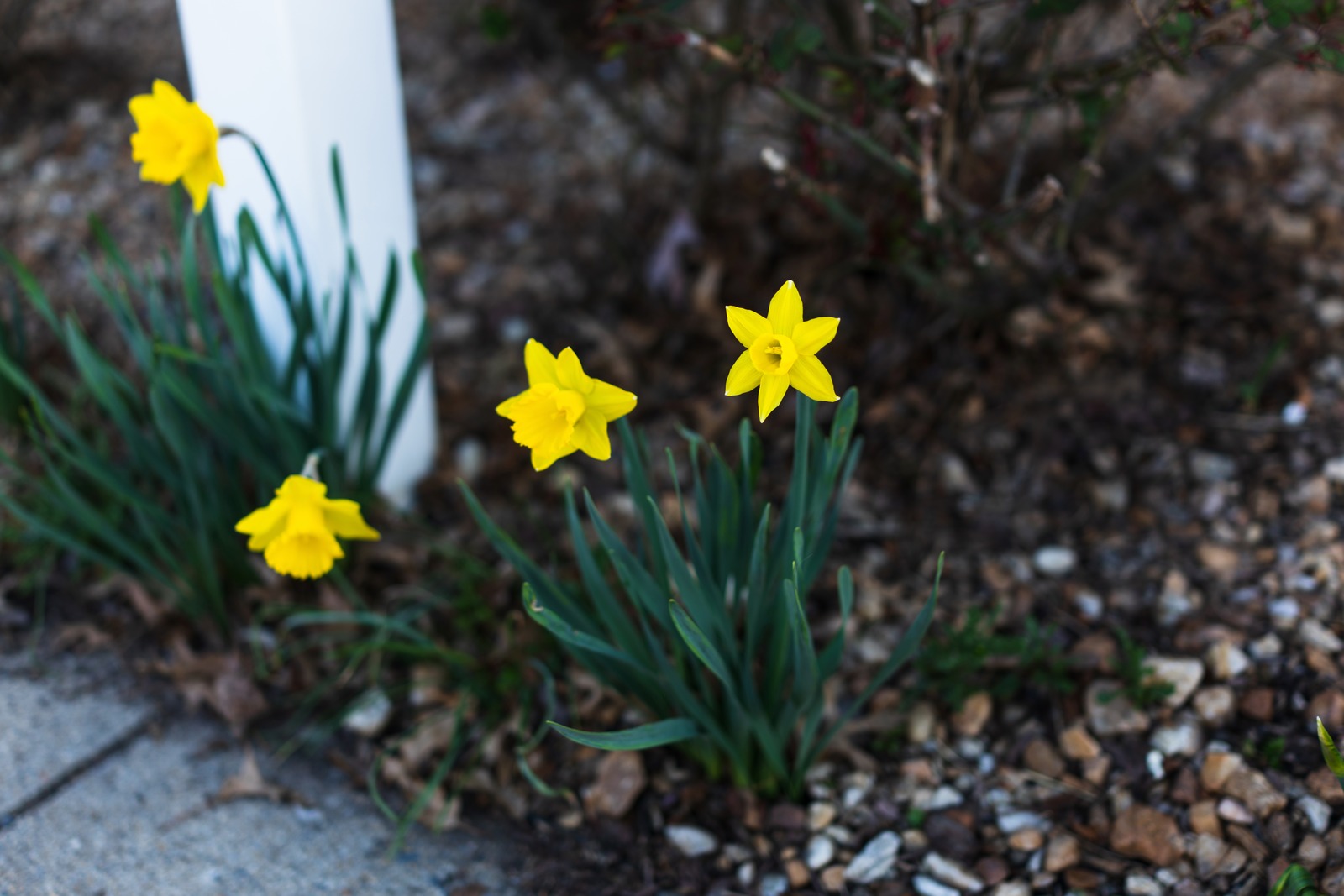 Golden Blooms in Quiet Surroundings