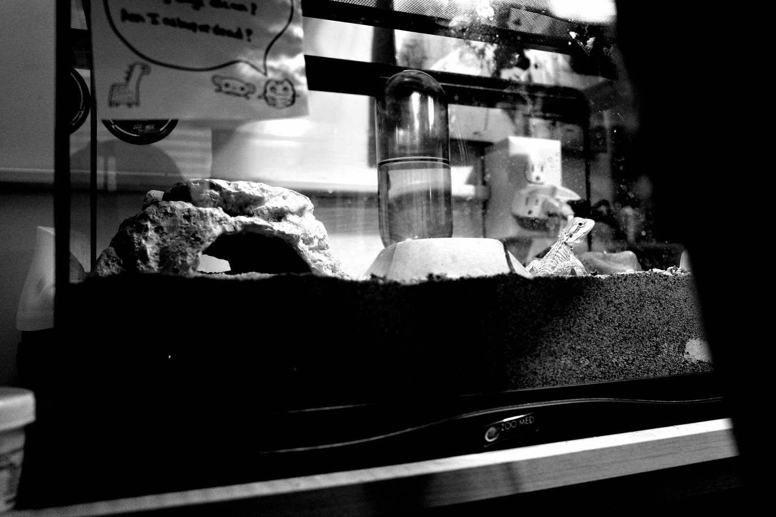 Quiet Reflections of Home