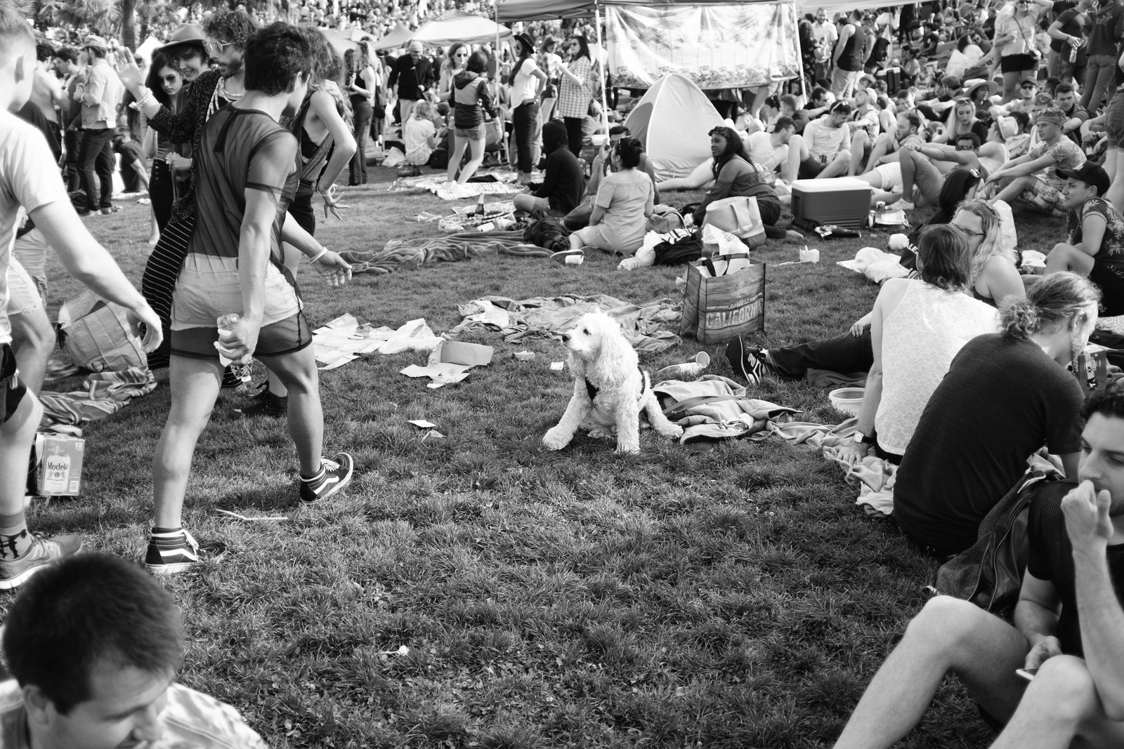 A Whimsical Park Gathering