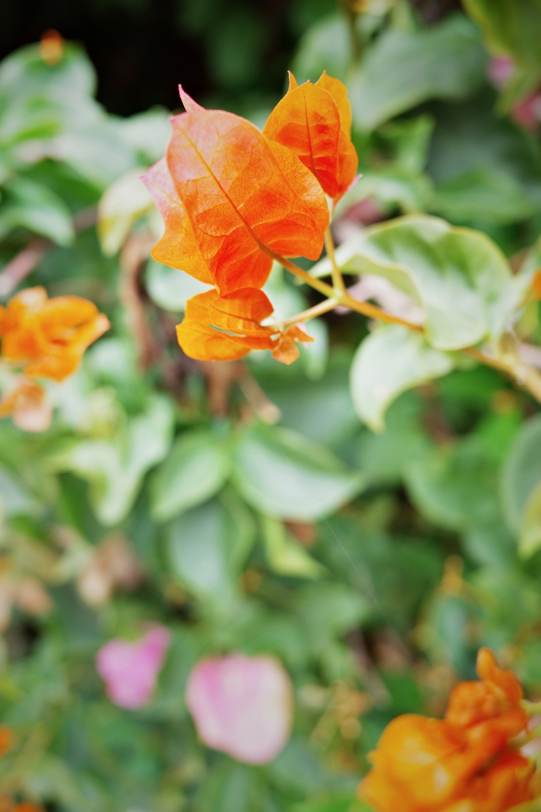 Vibrant Autumn Leaves
