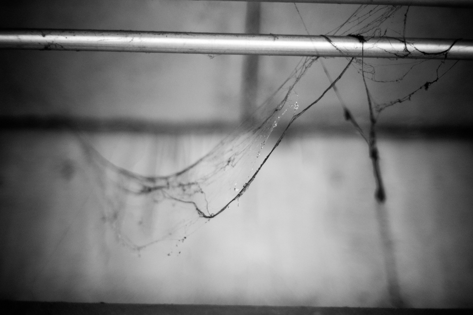 Nature’s Forgotten Weave