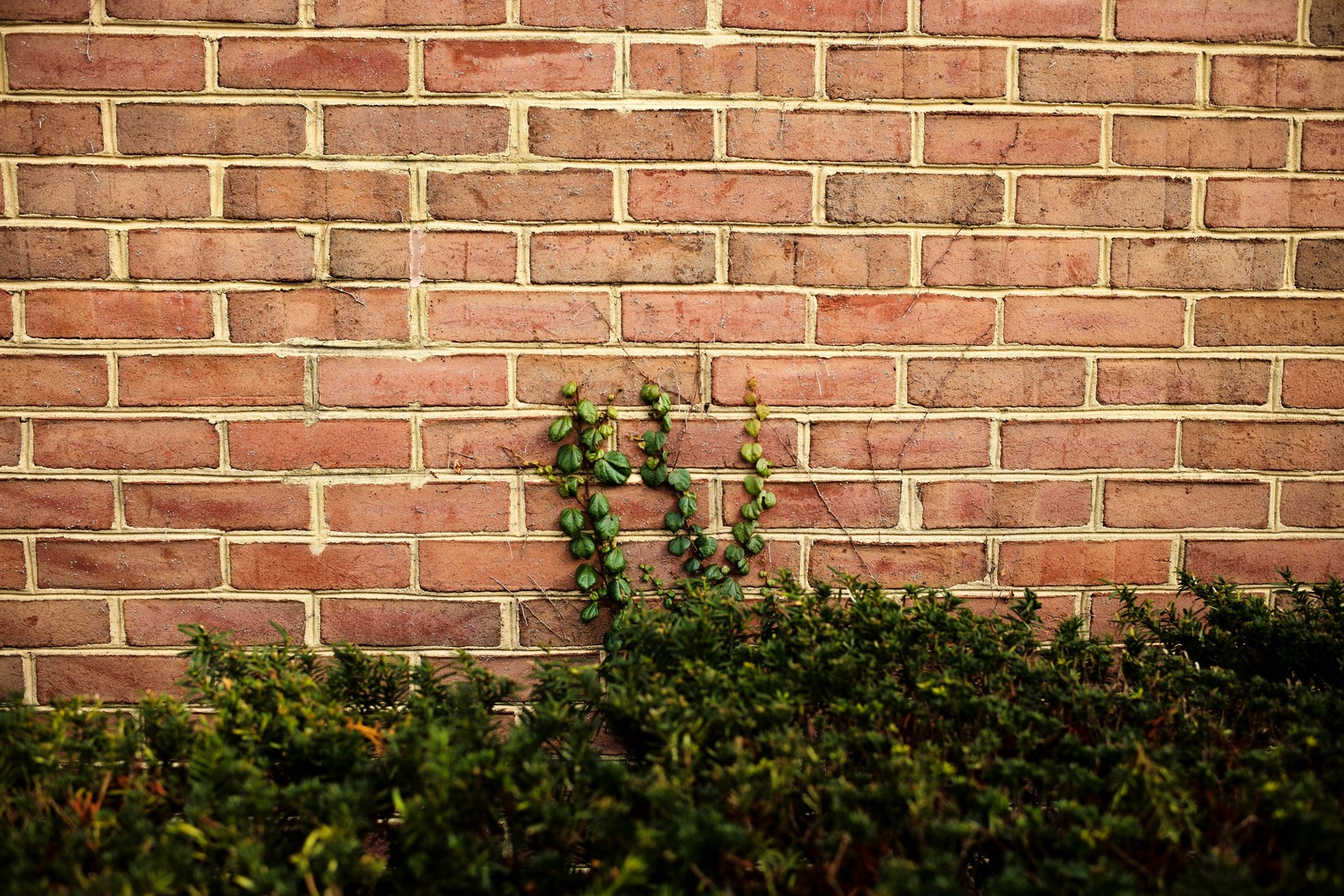 Nature's Persistence