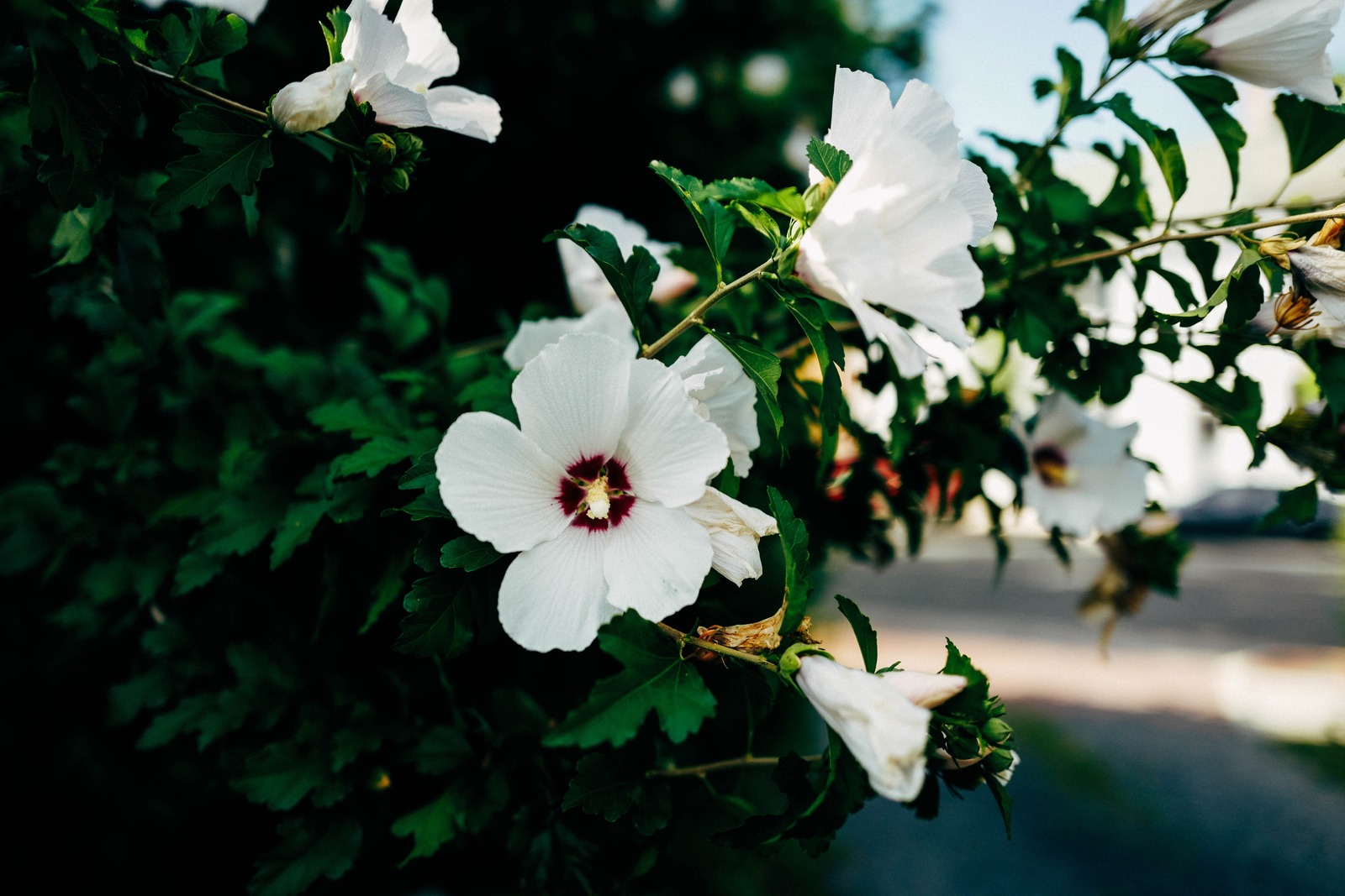 Whispers of White Blossoms