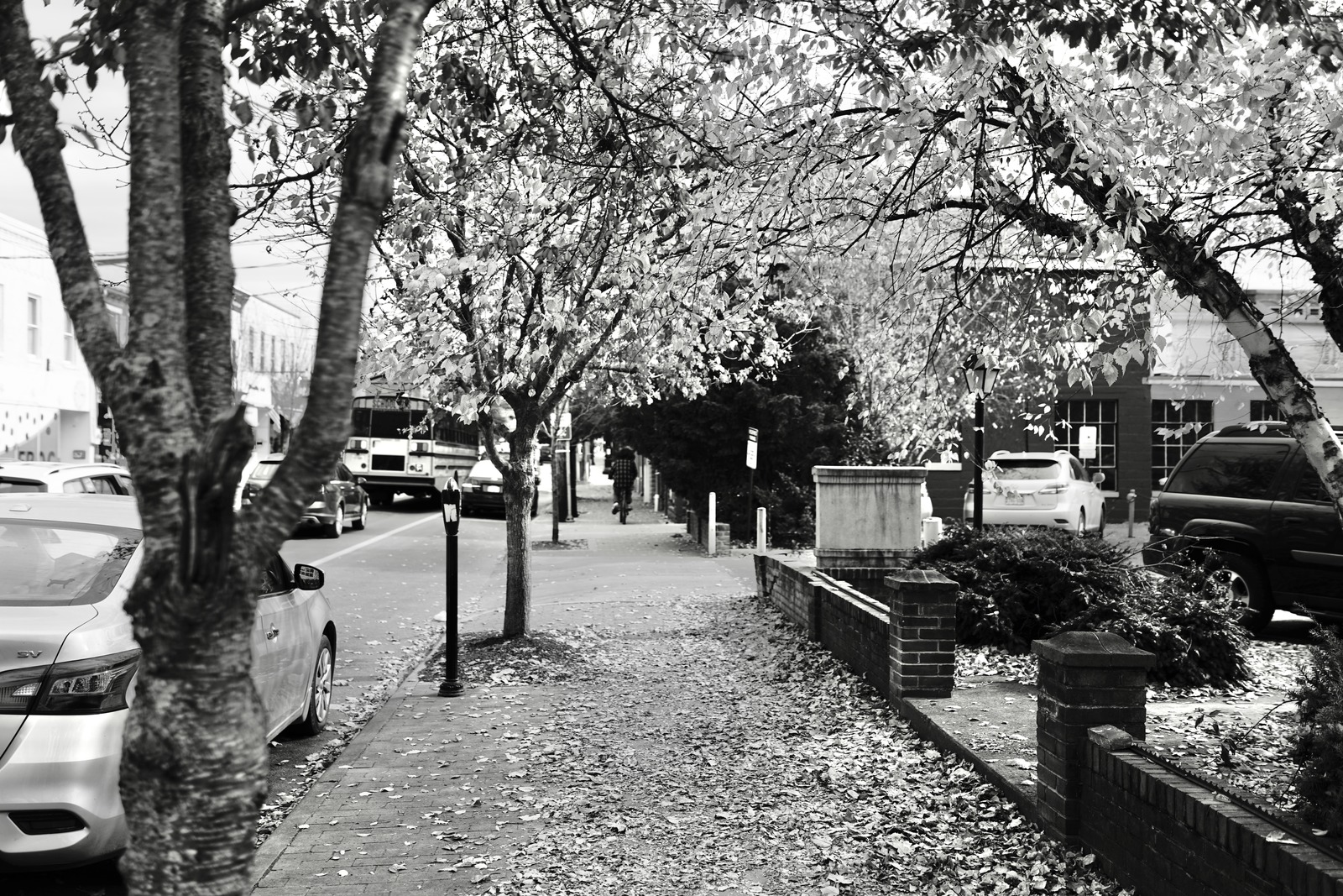Autumn Pathway in Monochrome