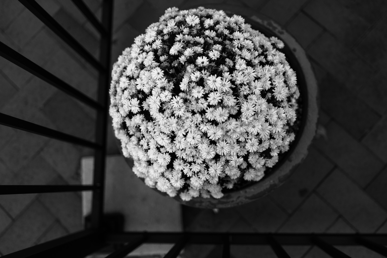 Monochrome Floral Serenity