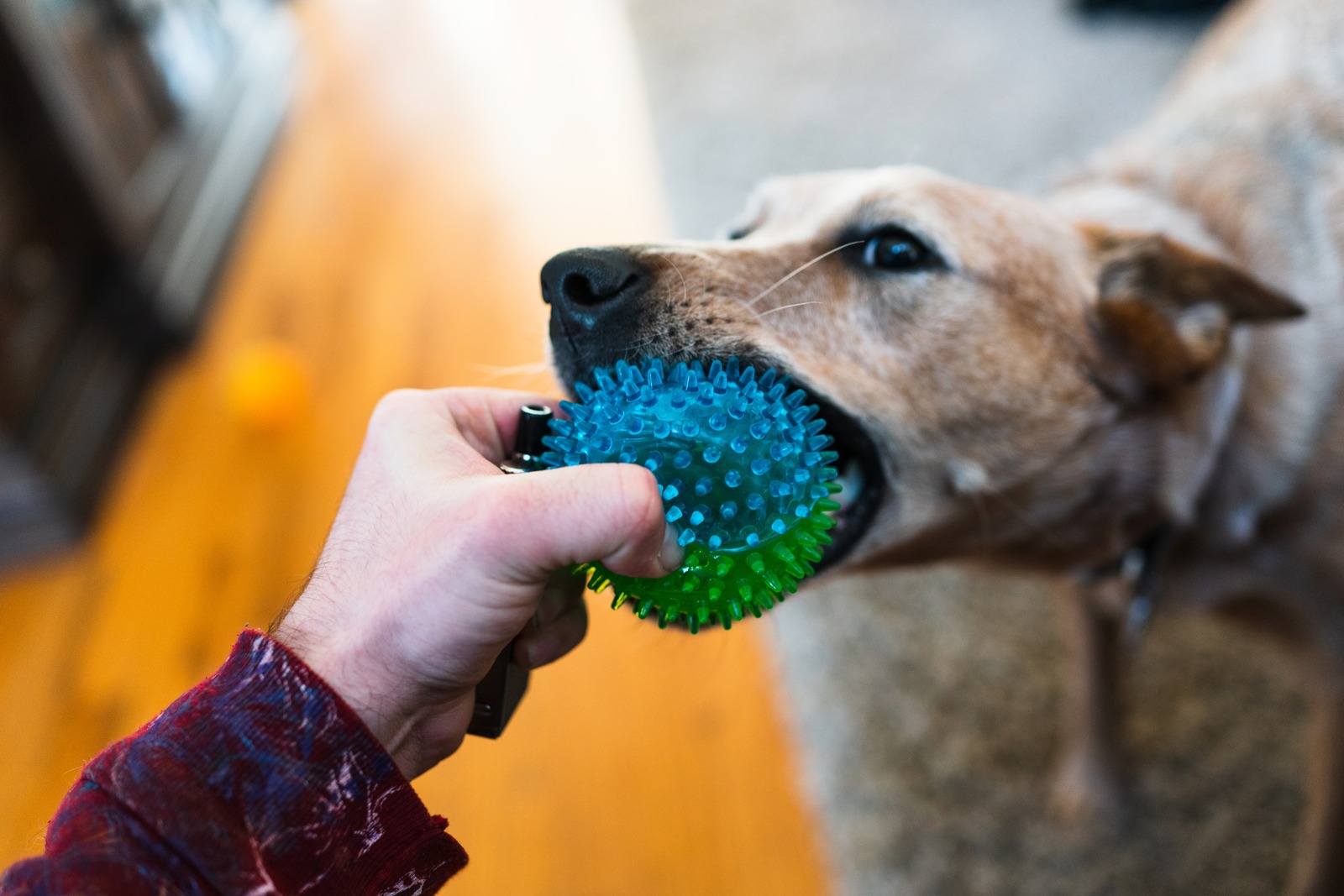 Playful Tug-of-War Moment