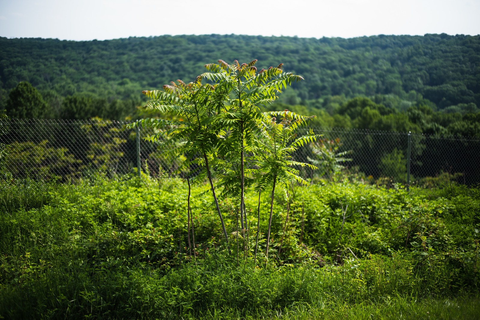 Solitary Green Triumph