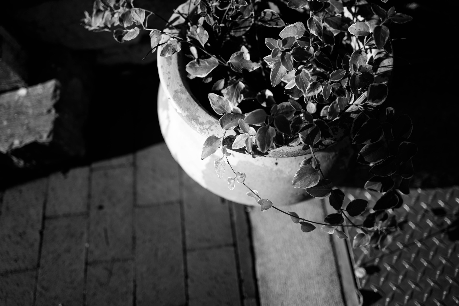 Silent Botanical Stillness