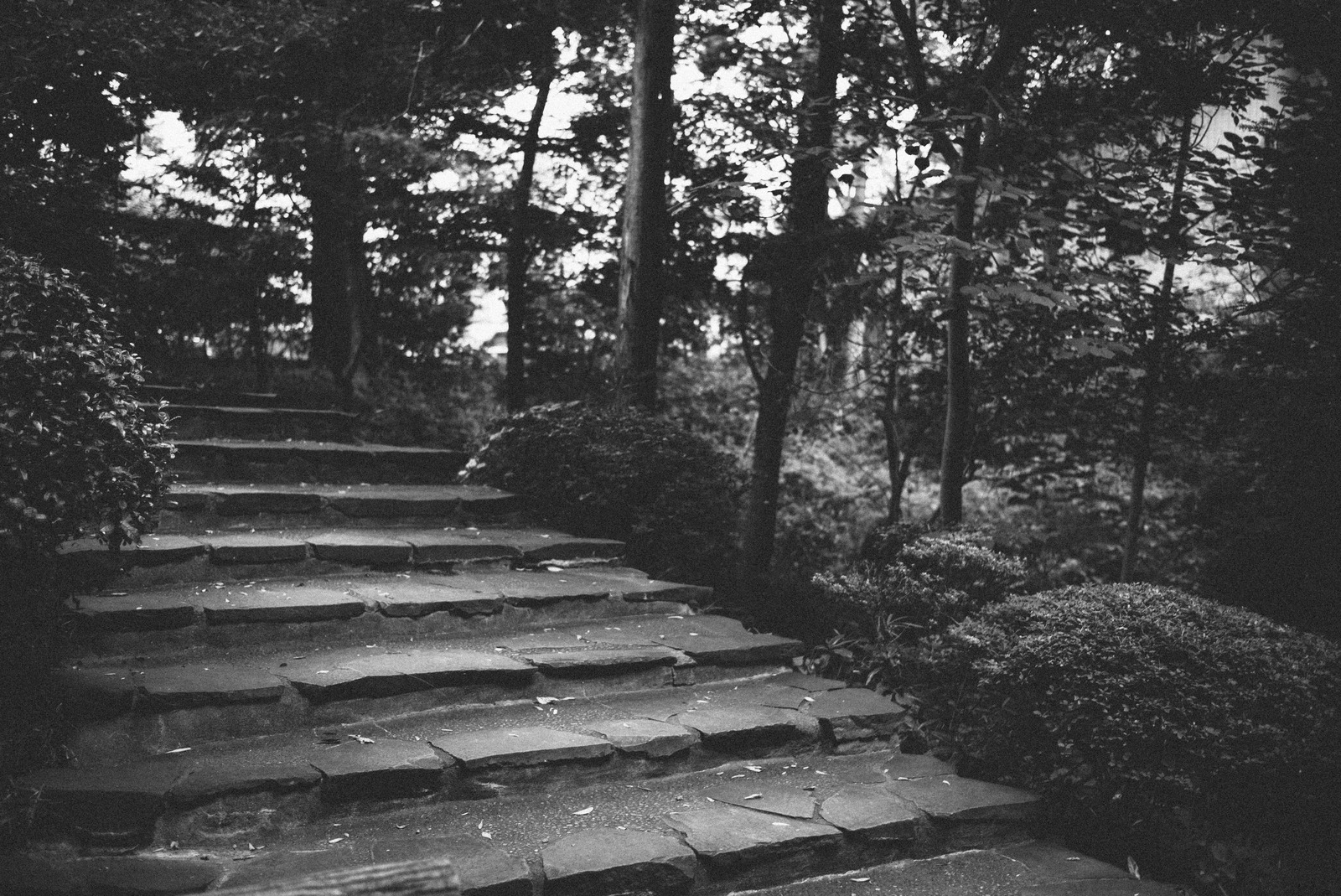 Whispers of the Pathway