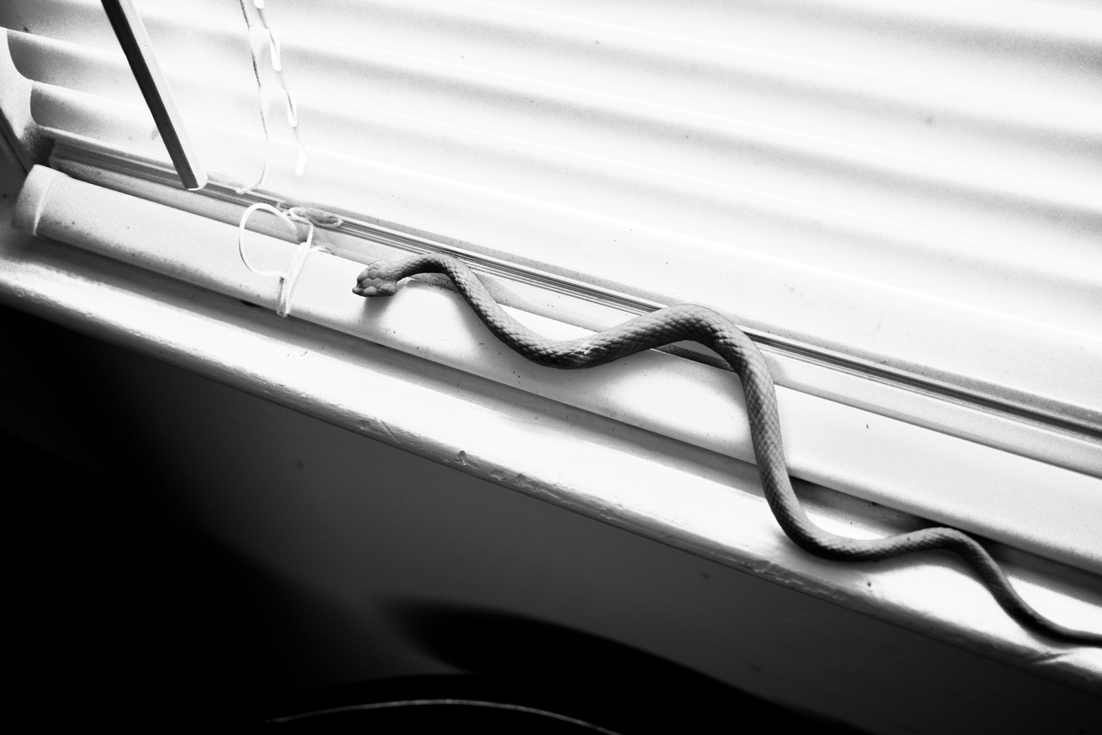 Serpent by the Window