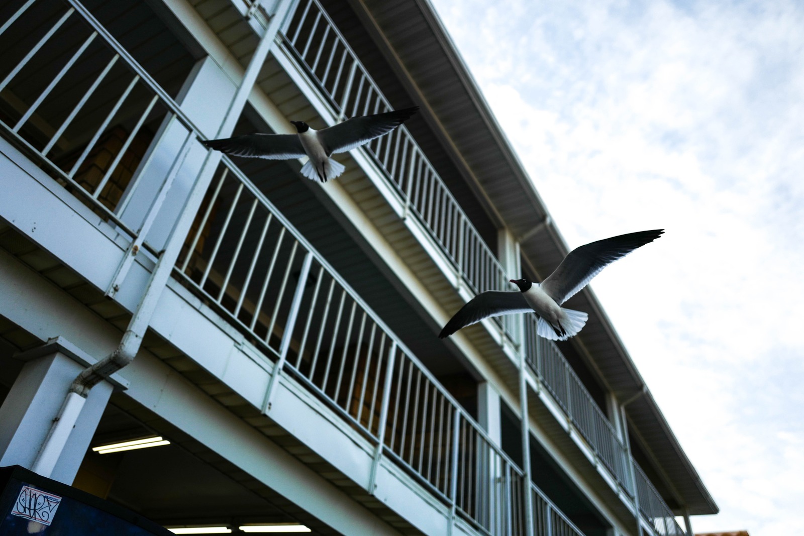 Freedom Above the Rails