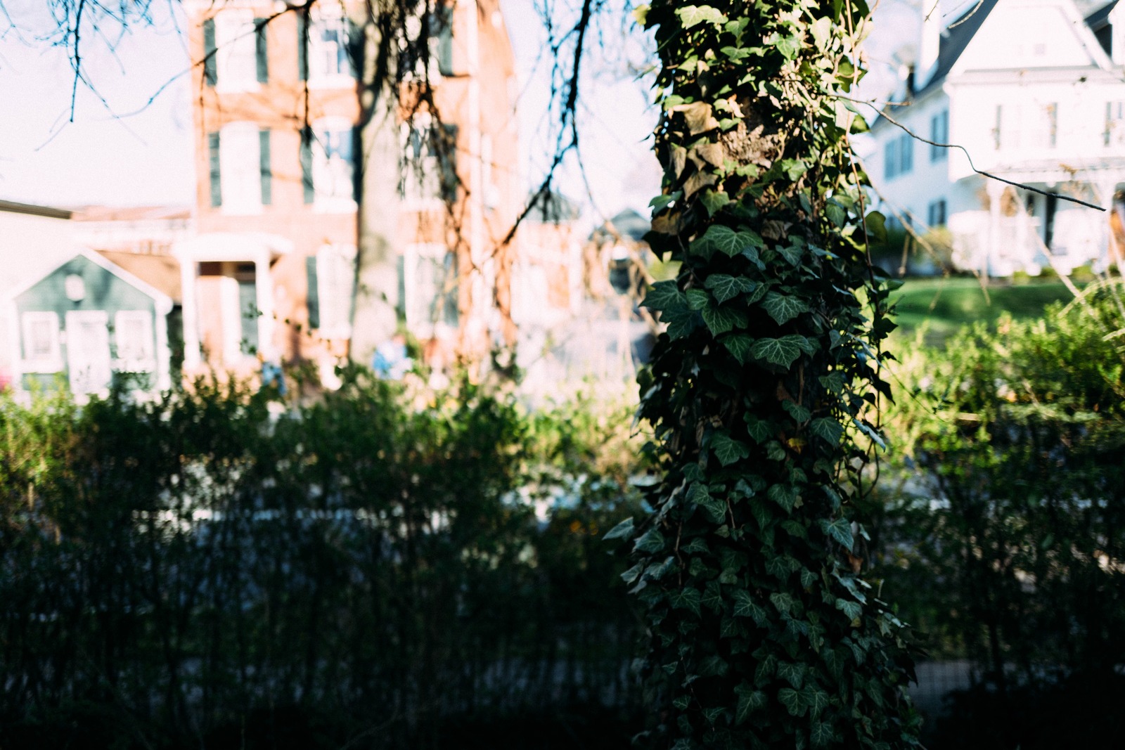 Urban Nature's Embrace