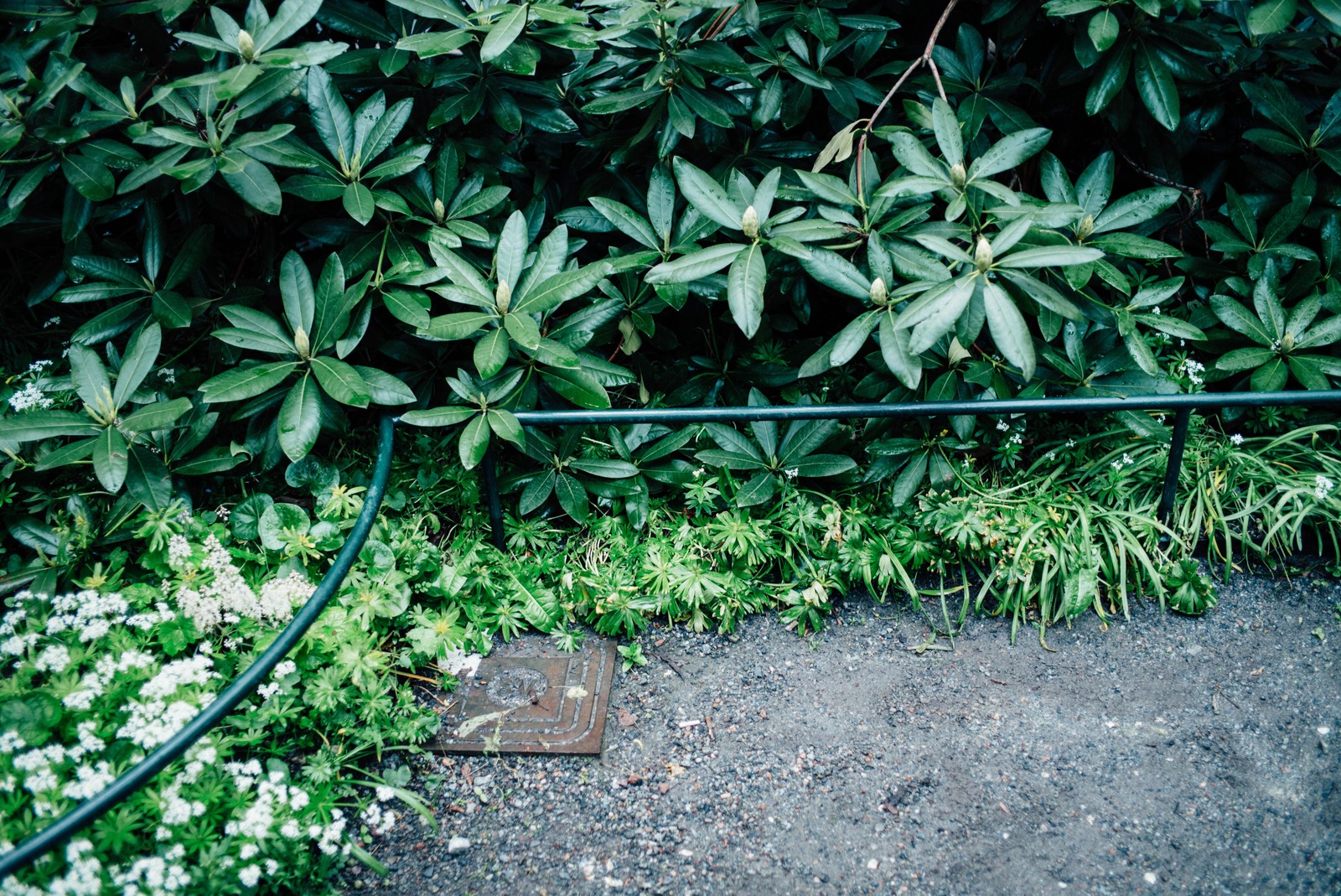 Hidden Serenity in Green