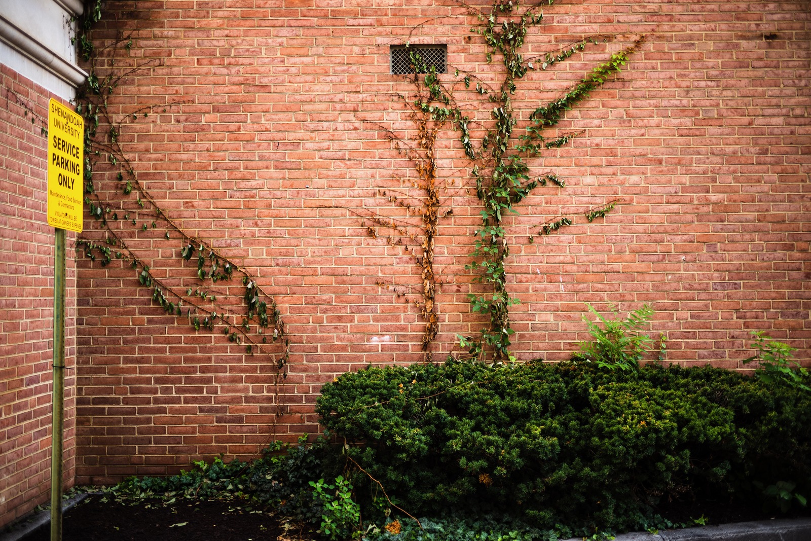 Urban Nature's Embrace