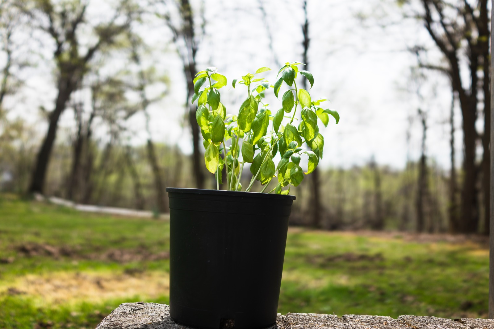 Basil in Natural Light