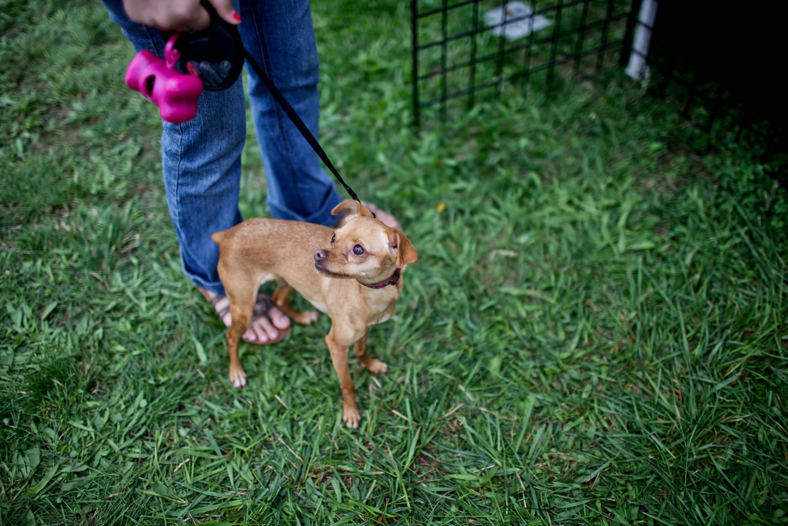 Curious Canine Companion