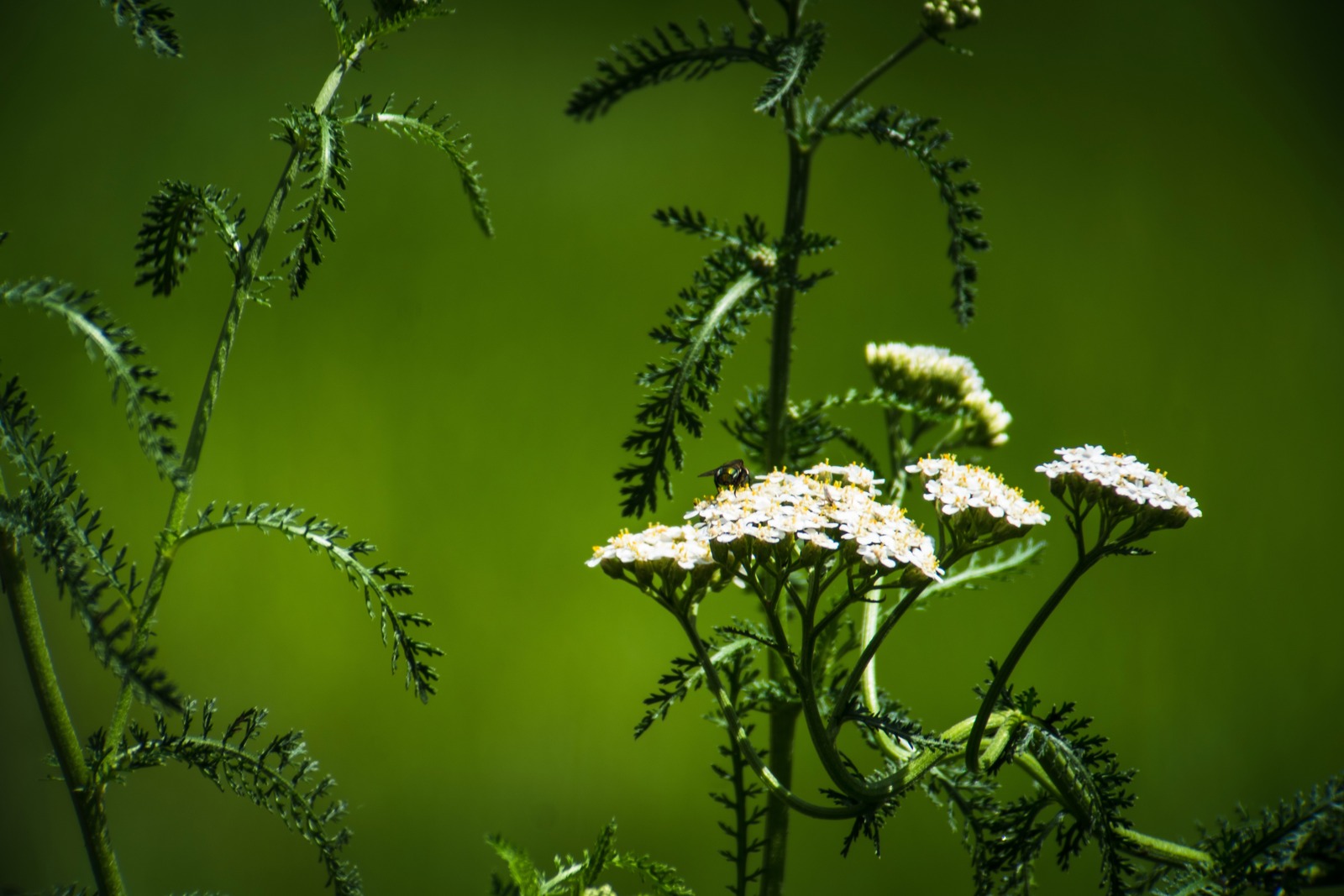 Whispers of Wild Flora