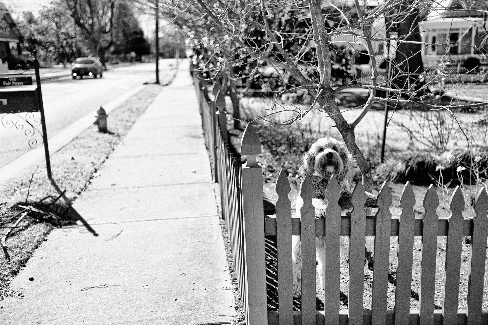 Curiosity Beyond the Fence