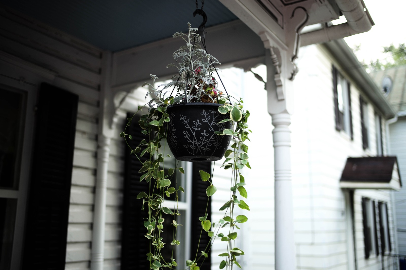 Hanging Greenery