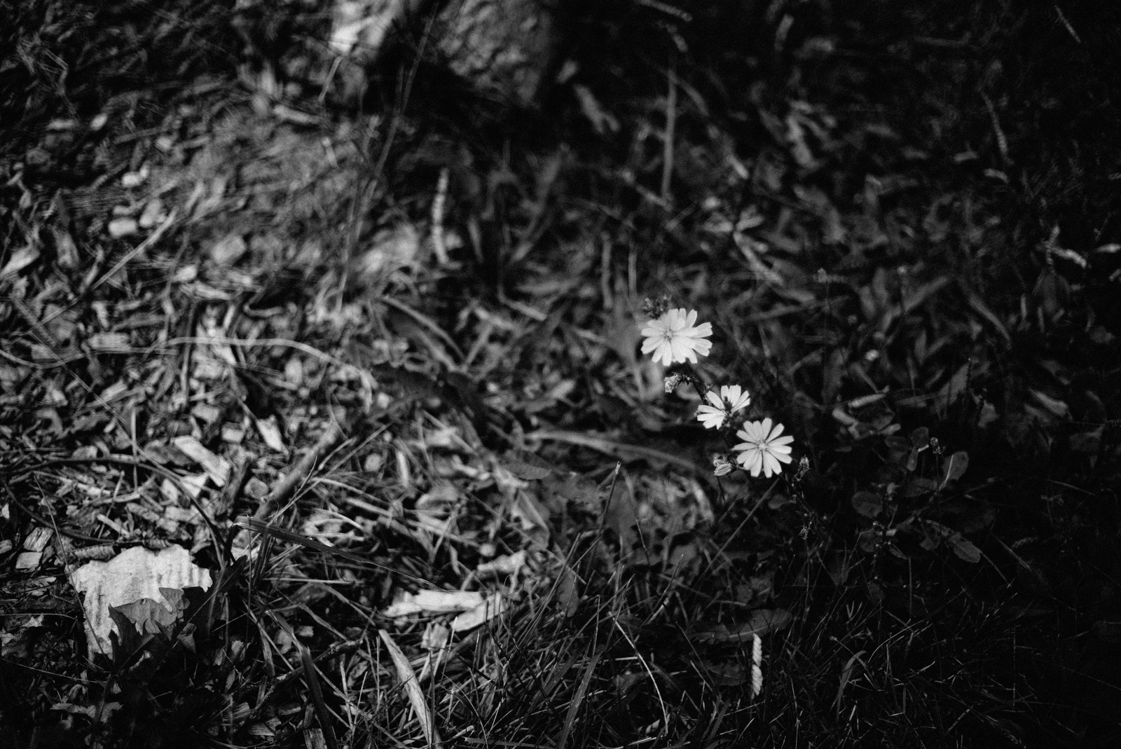Lonely Blooms in Shadows