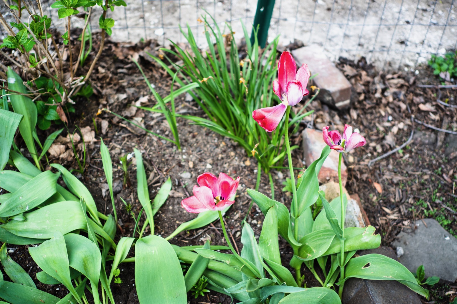 Spring's Gentle Awakening