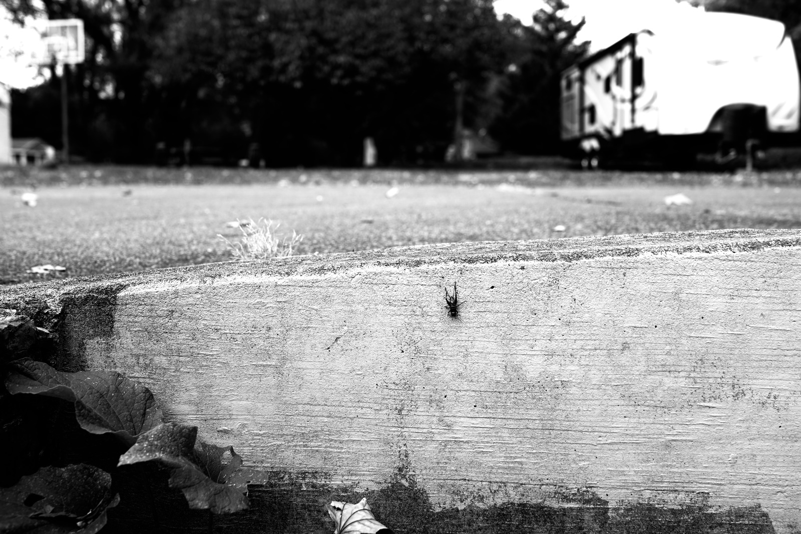 Small Wonders in Black and White