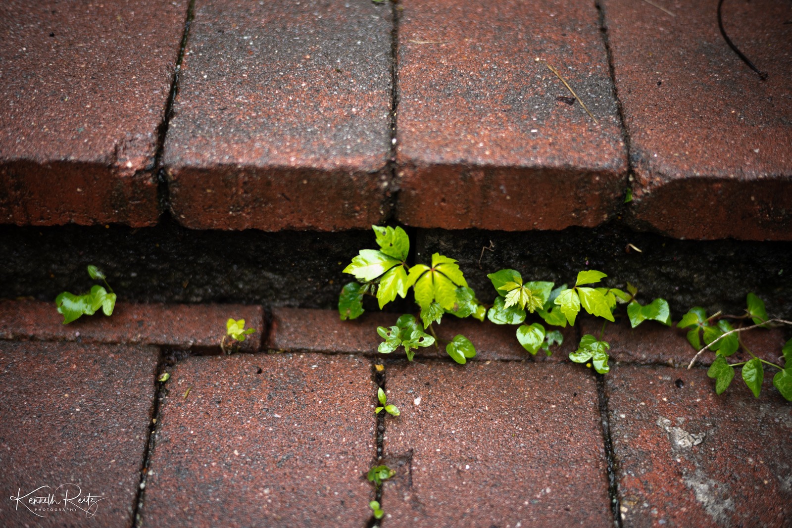 Resilience in Brick and Green