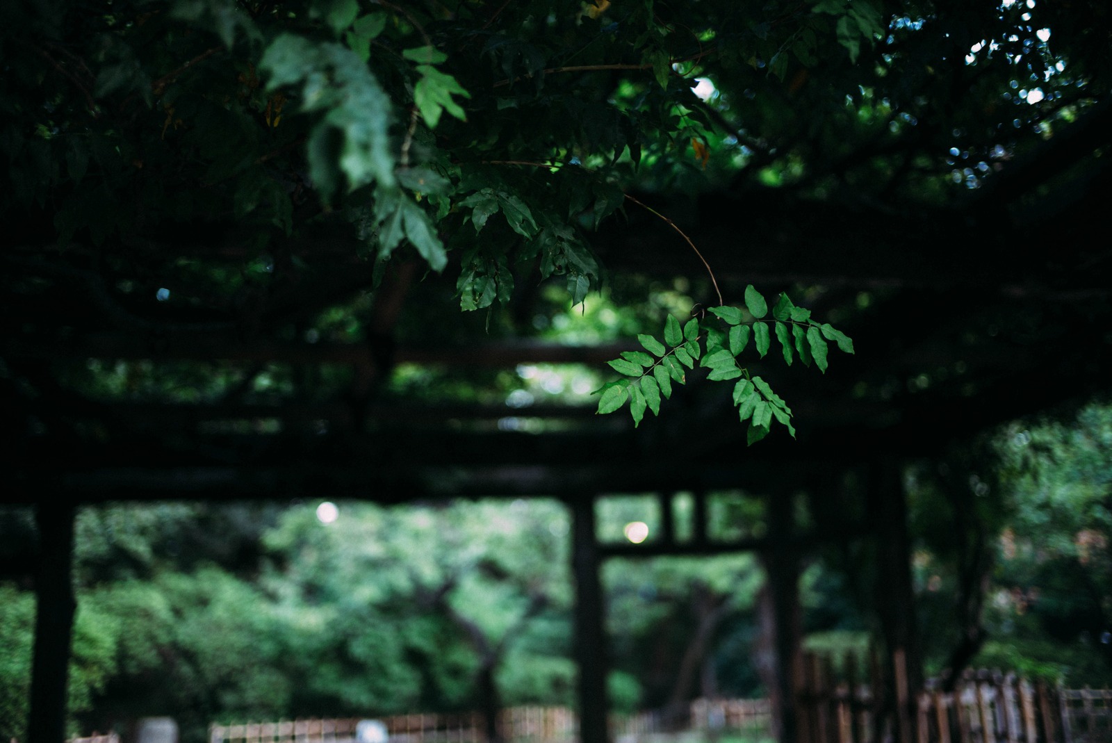 Whispers of Greenery