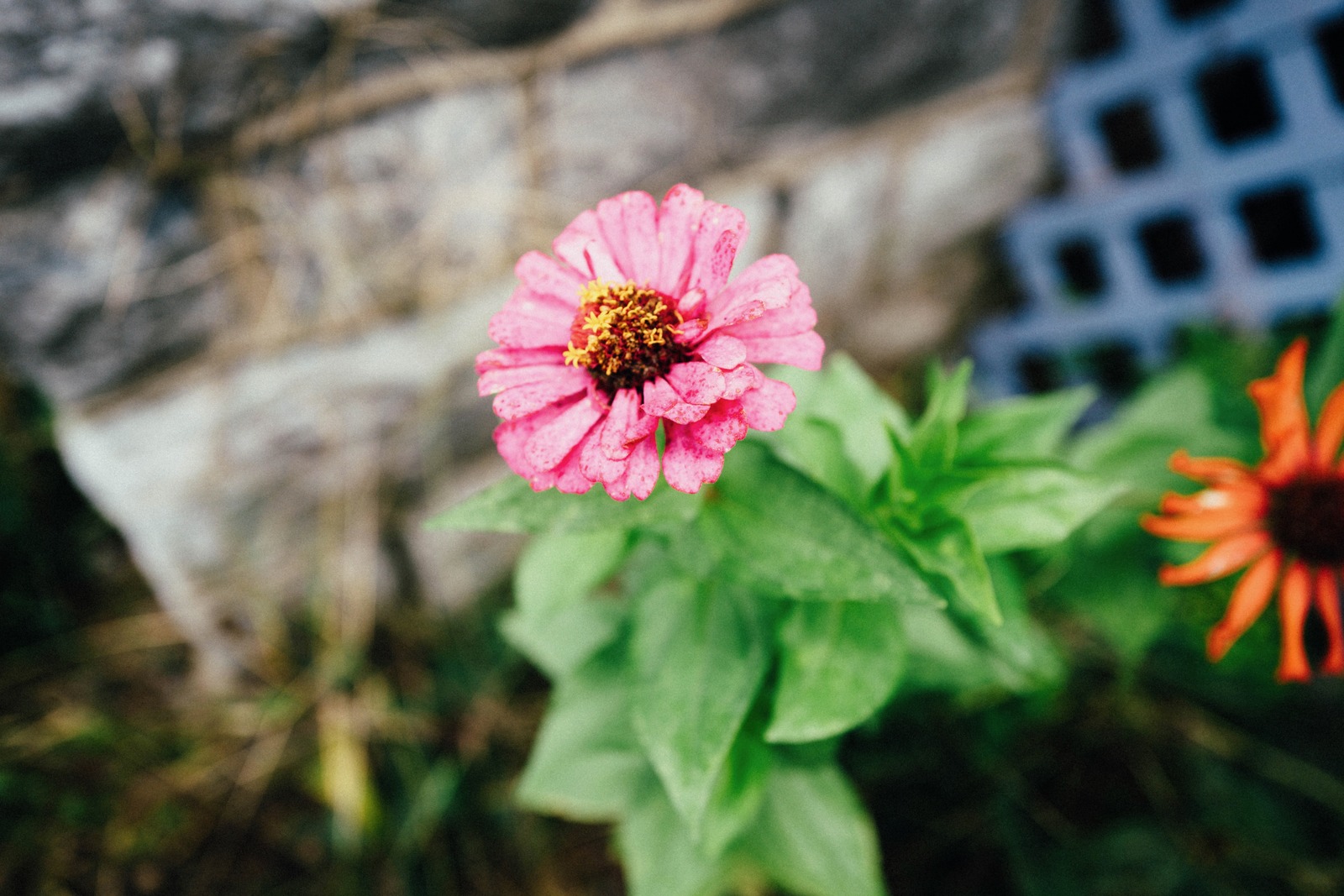 Nature's Delicate Beauty