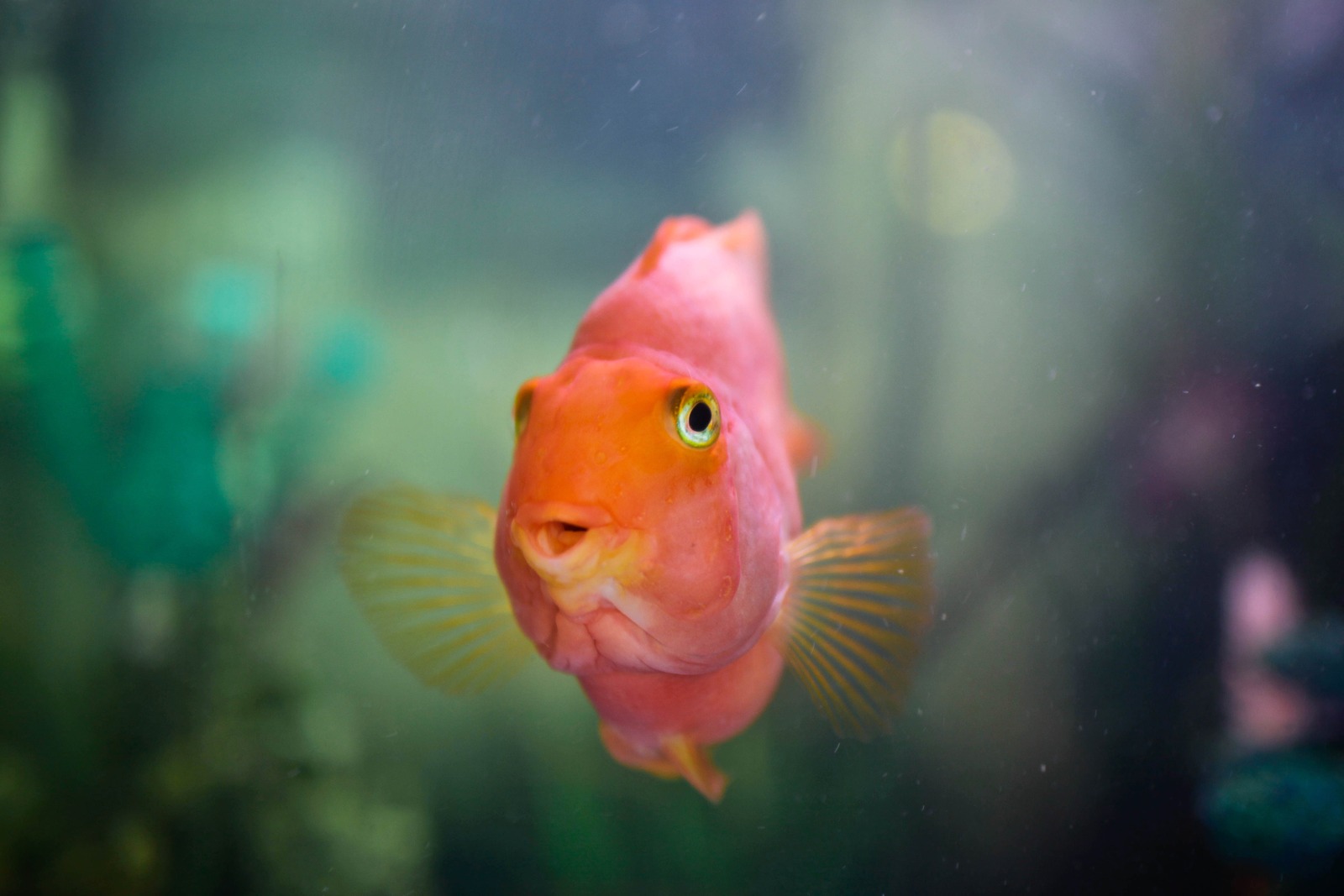 Curious Glow Beneath Waves