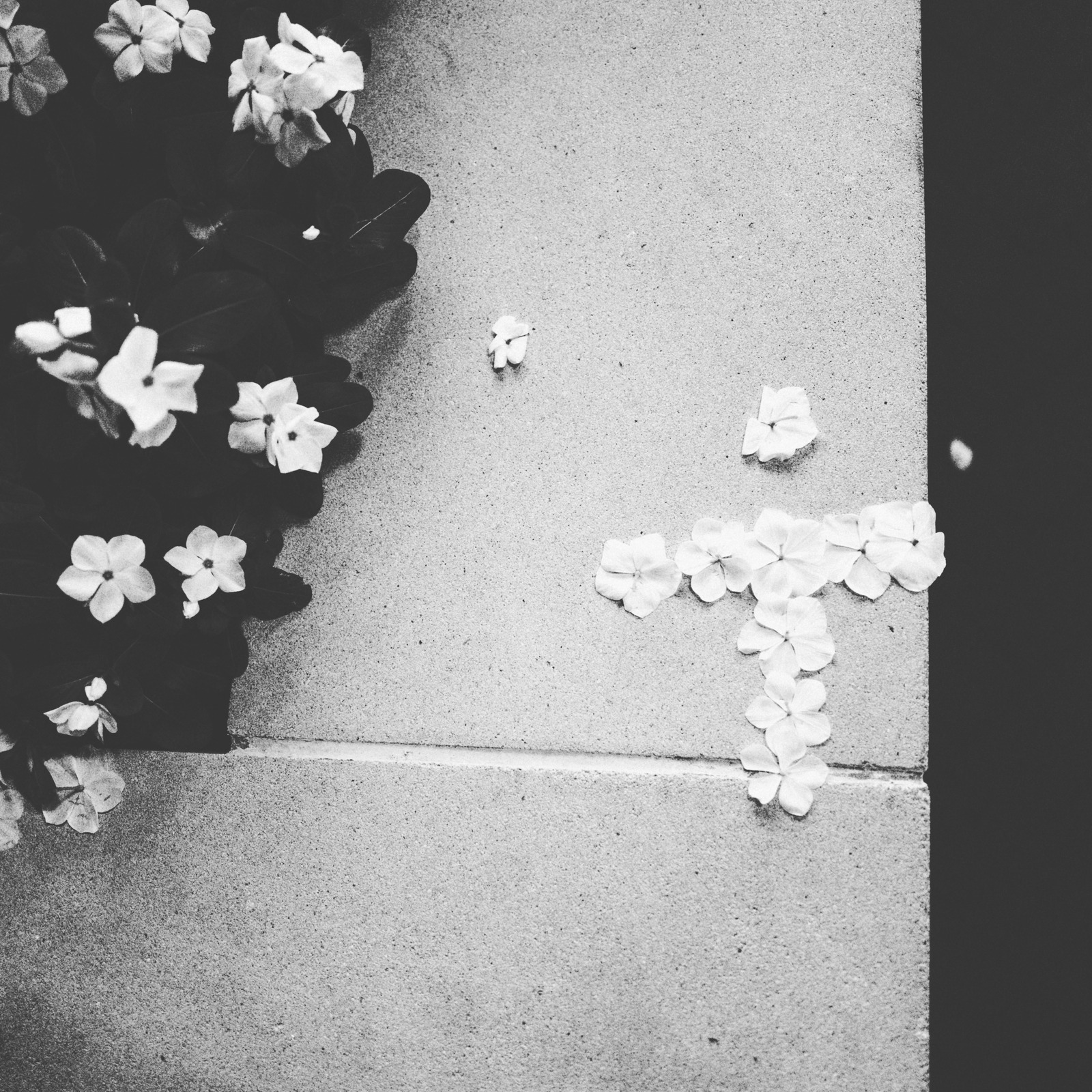 Fleeting Remembrance