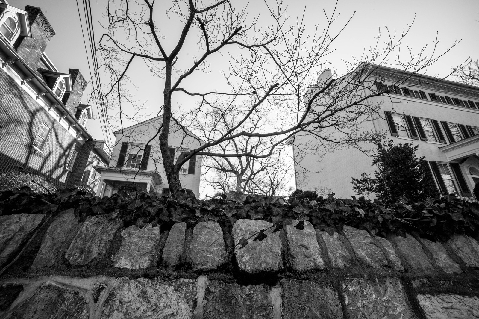 Silent Shadows of Winter