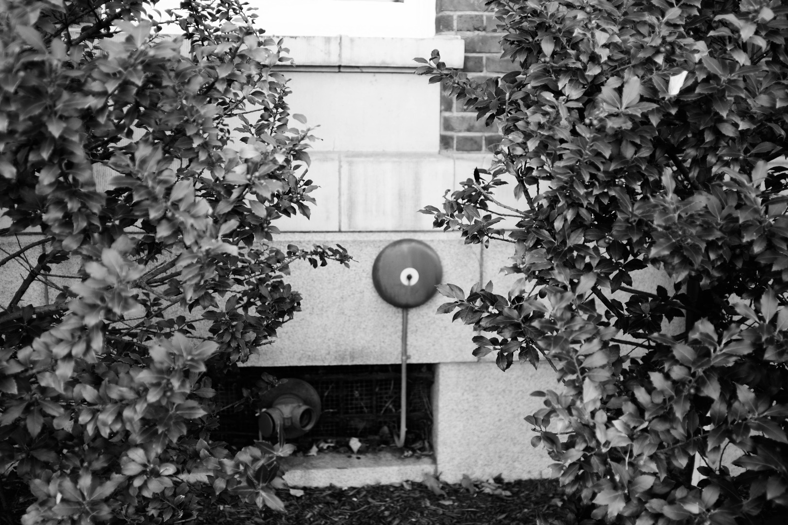 Hidden Within the Greenery