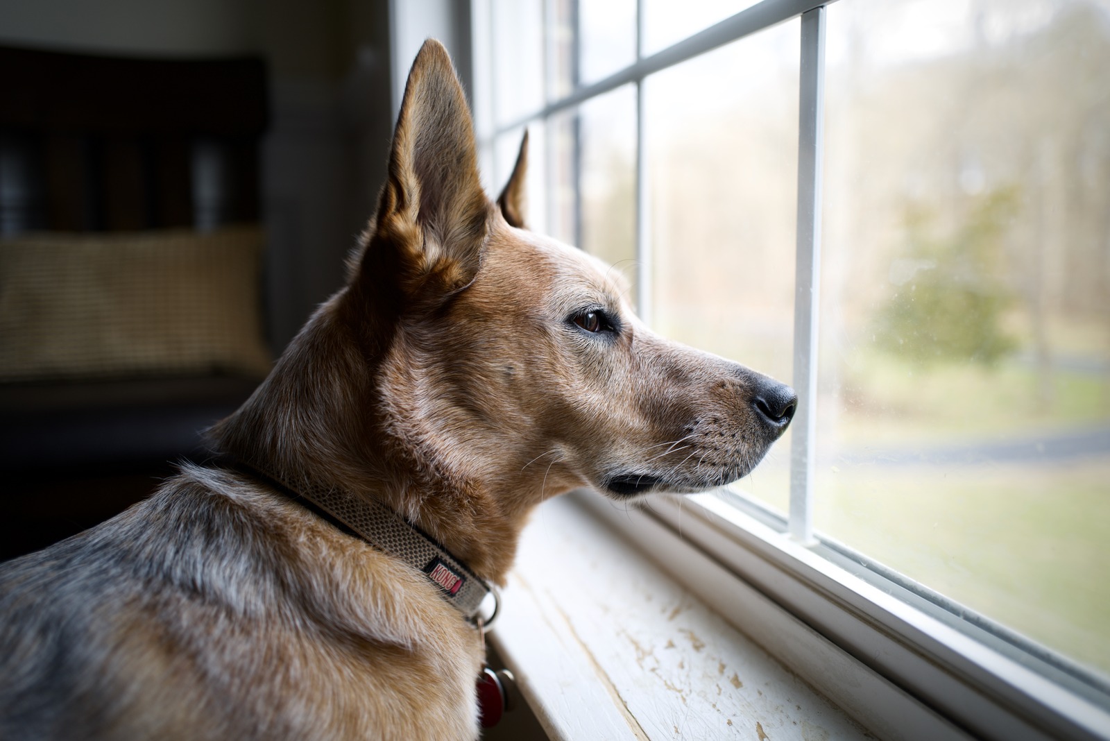 Pensive Pup at the Window