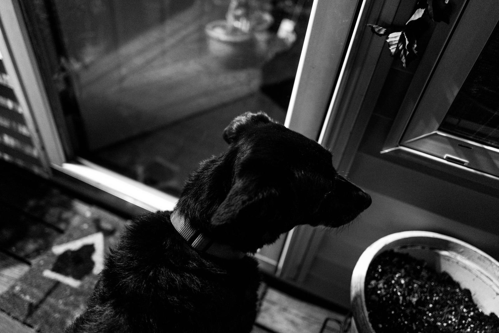 Contemplative Canine