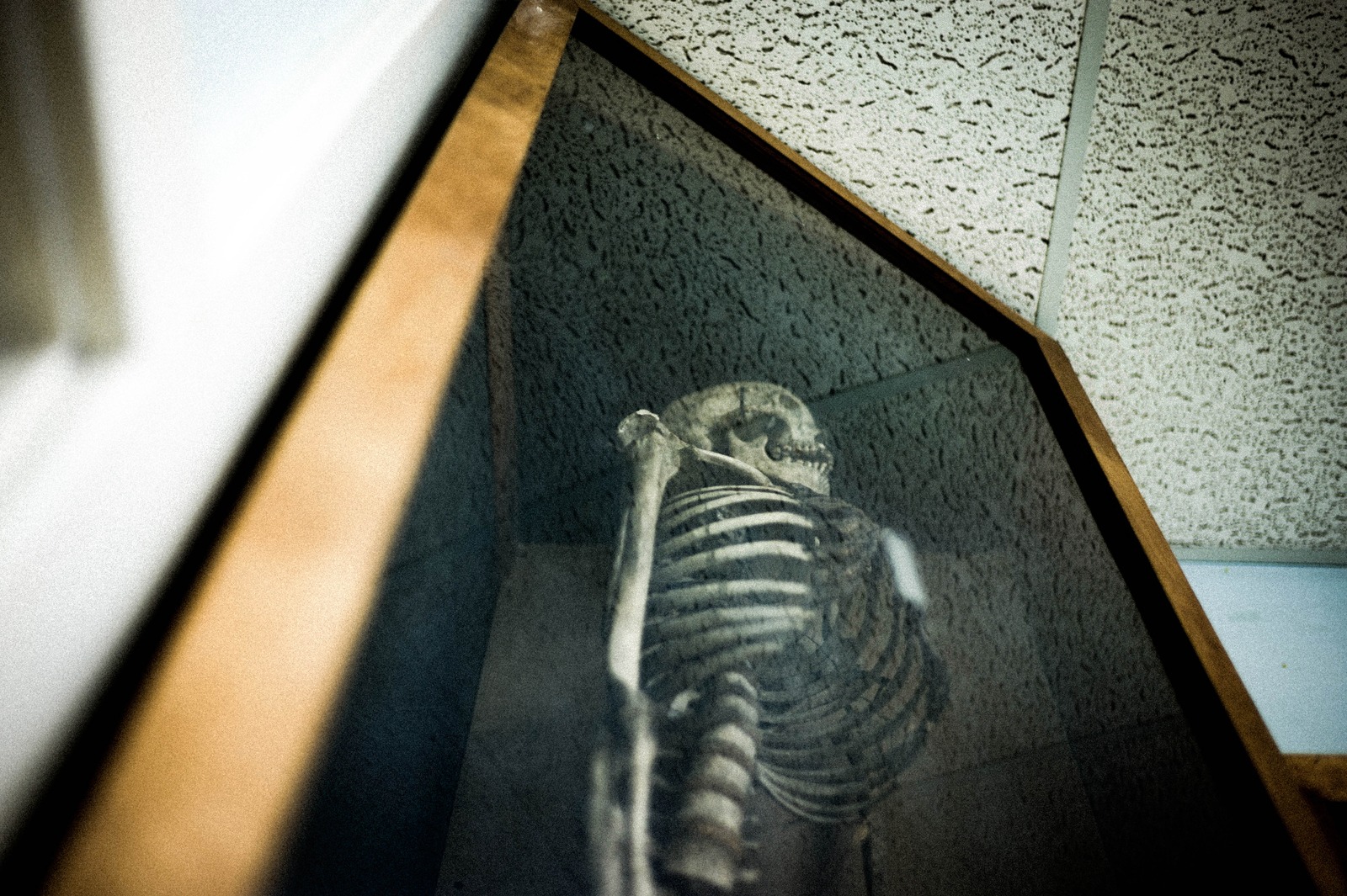 Silent Watcher in Glass