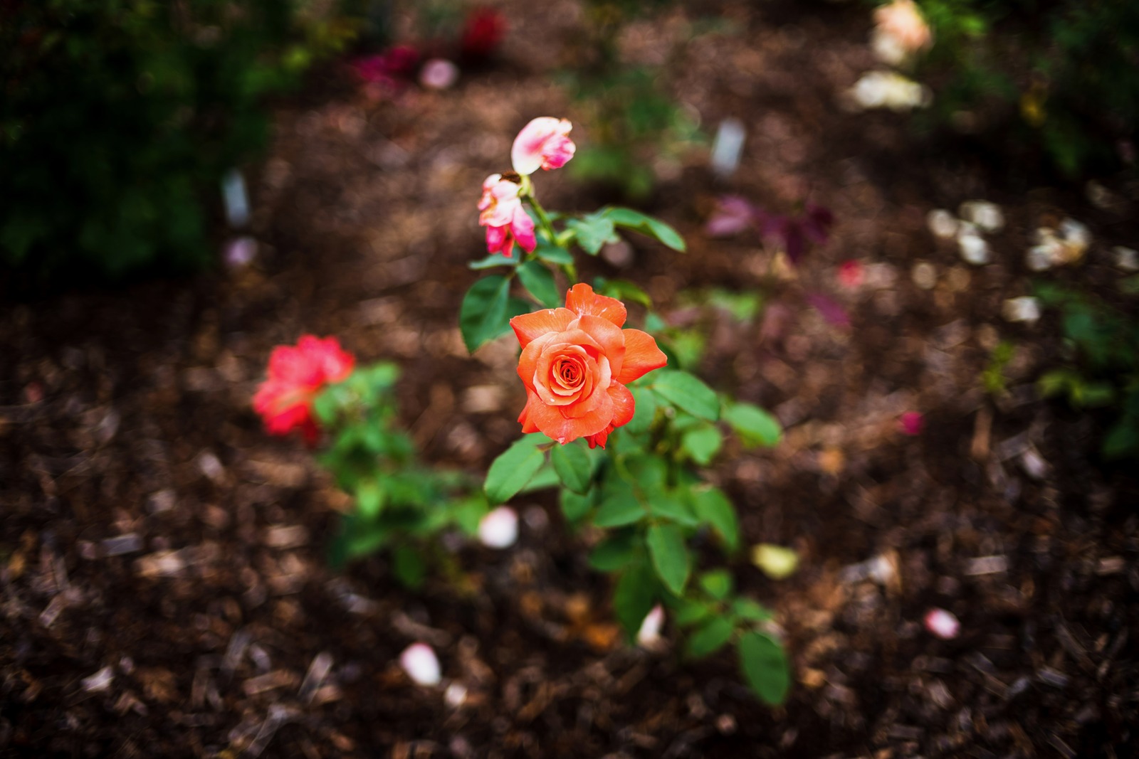 Blooming Amidst the Garden
