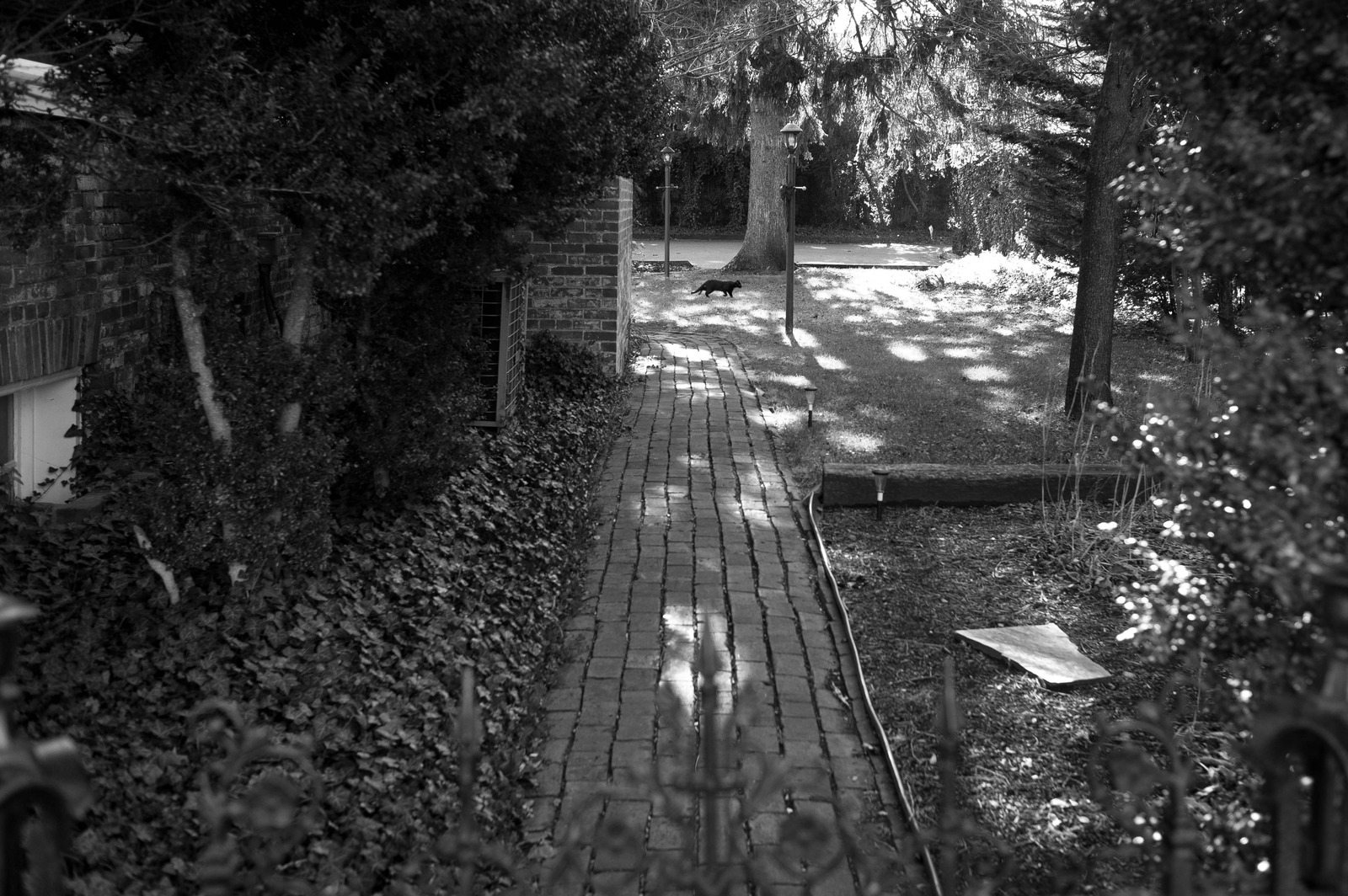 Whiskers in the Shadows