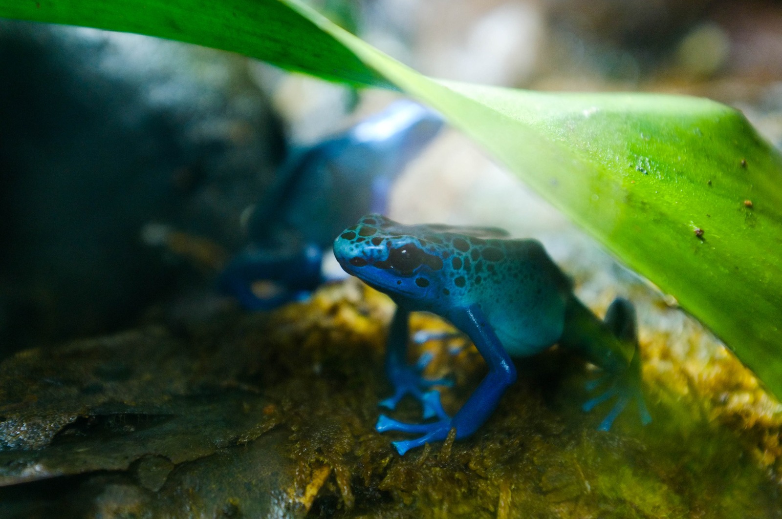 Luminous Blue Frogs in Nature