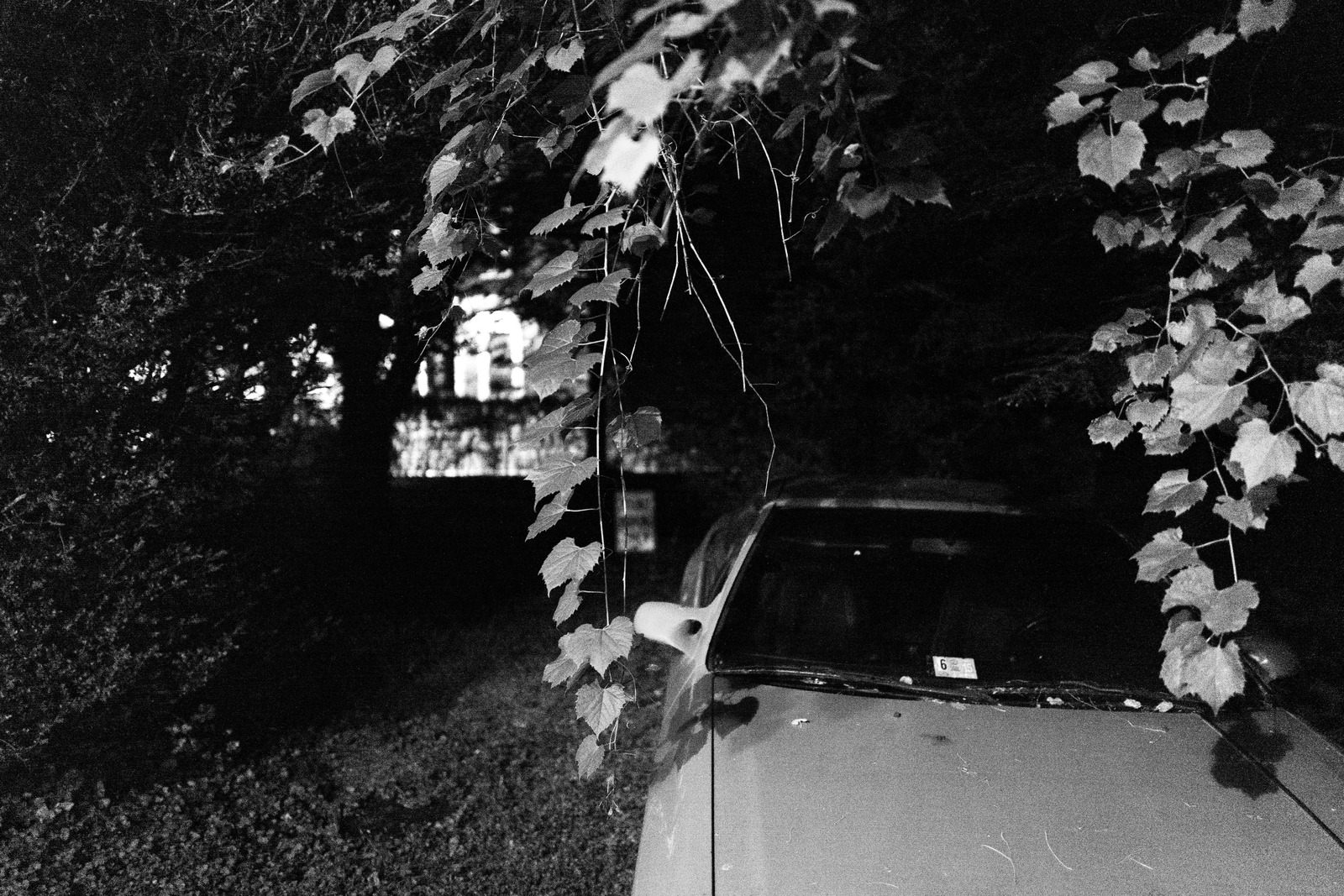 Whispers of the Night