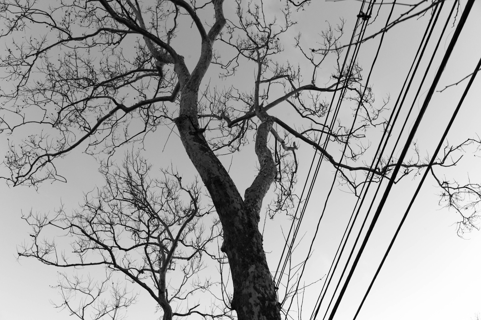 Silhouetted Solitude