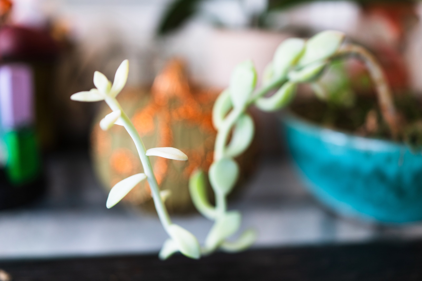 Delicate Green Curves