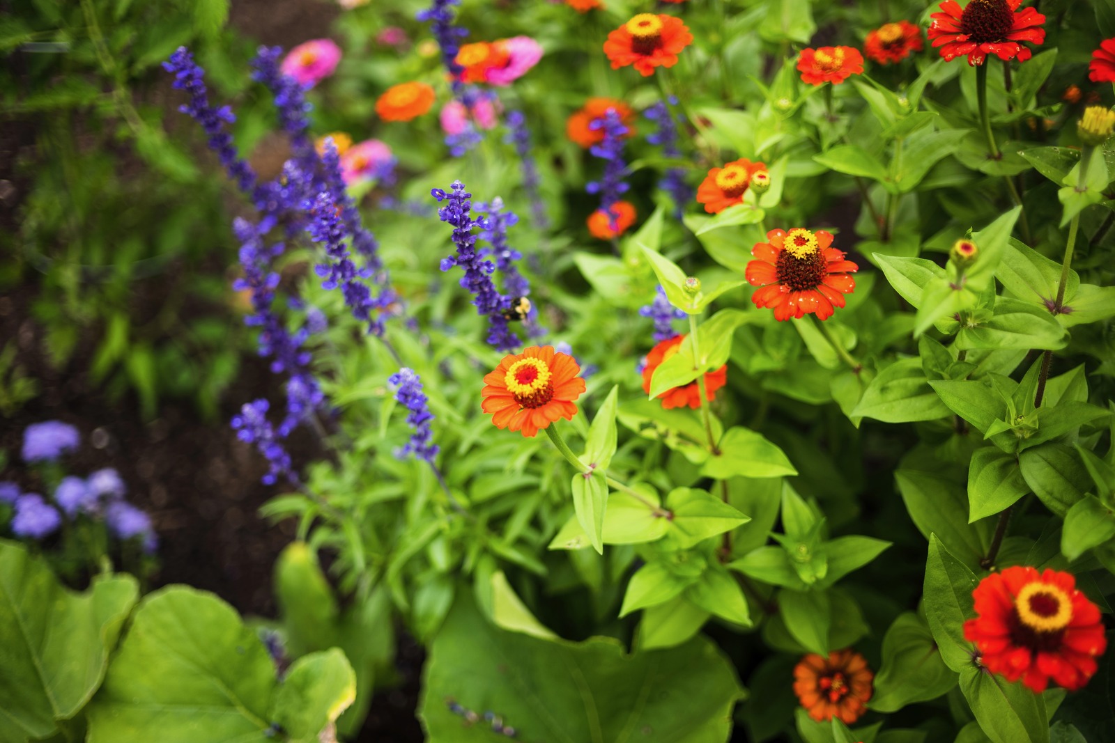 Burst of Colorful Blooms