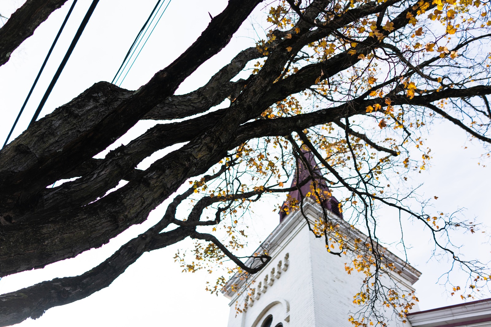 Nature and Architecture Intertwined