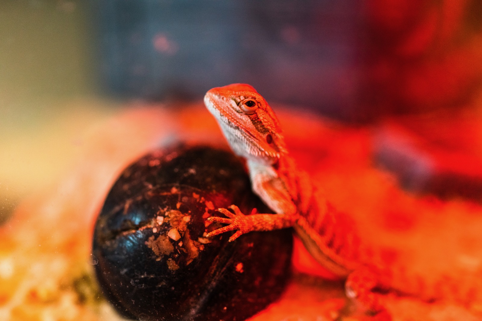 Captured in Warm Glow