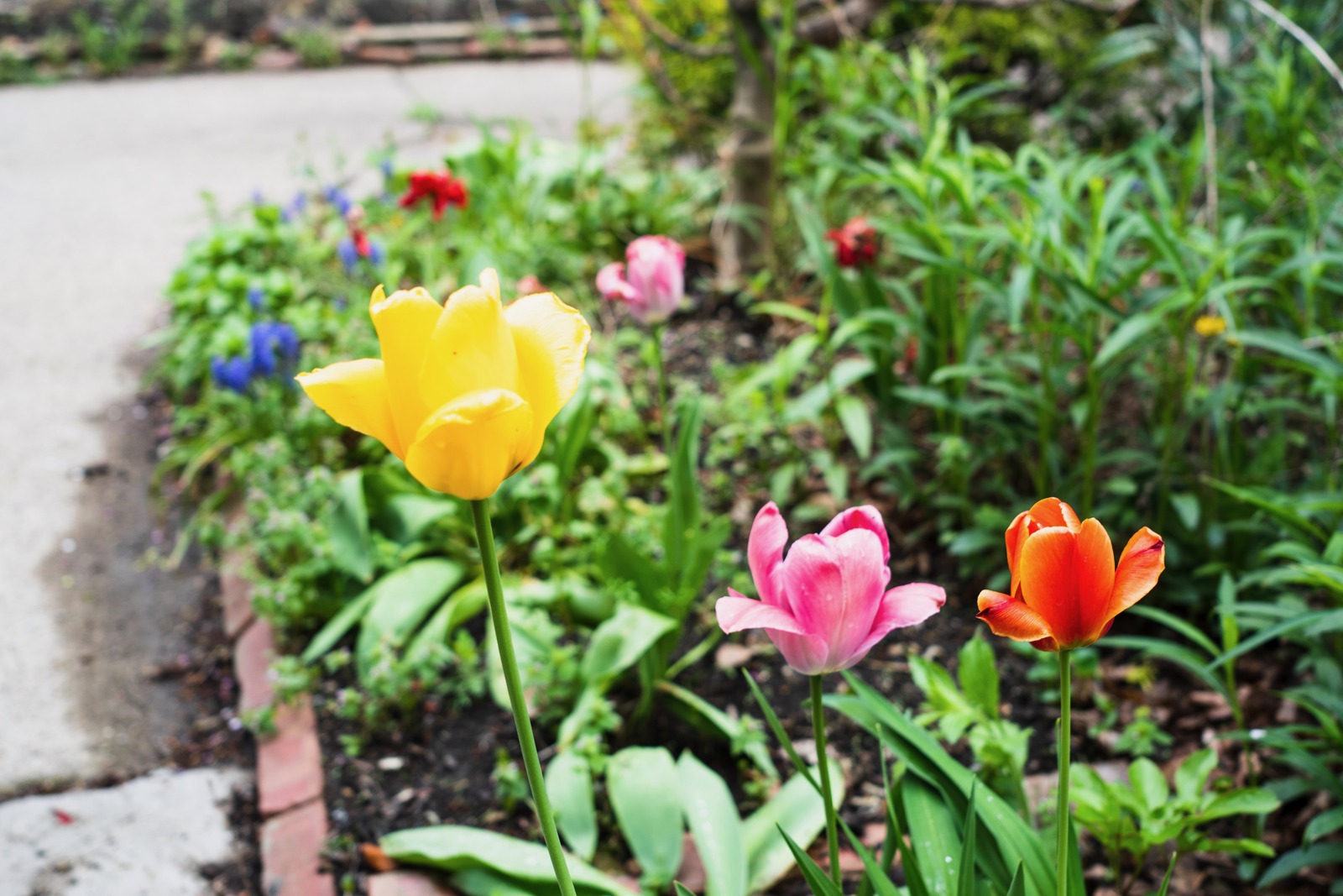Vibrant Spring Blooms