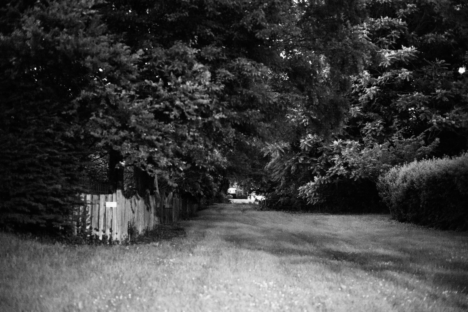 Quiet Pathway through Trees