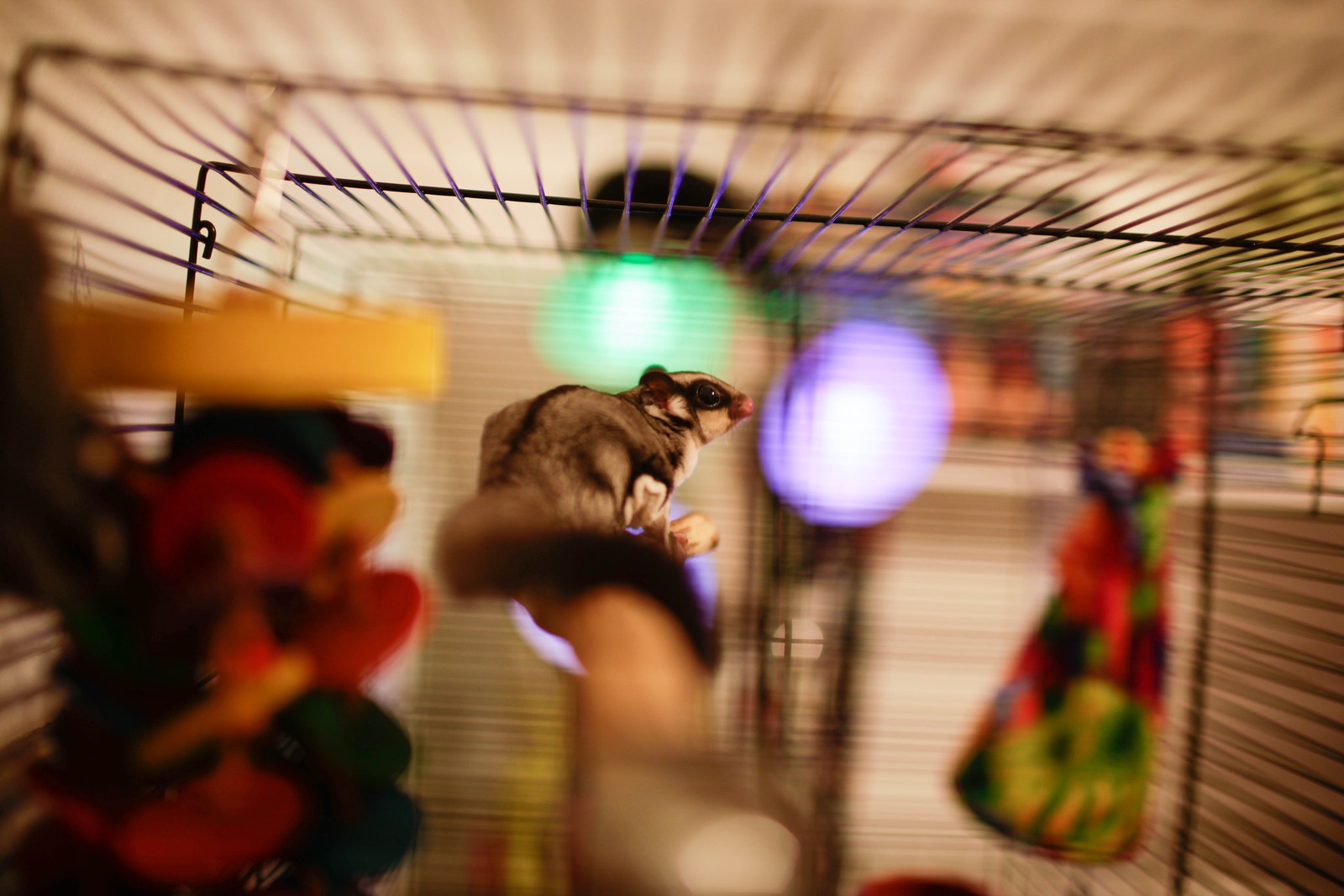 Whimsical Nighttime Adventure