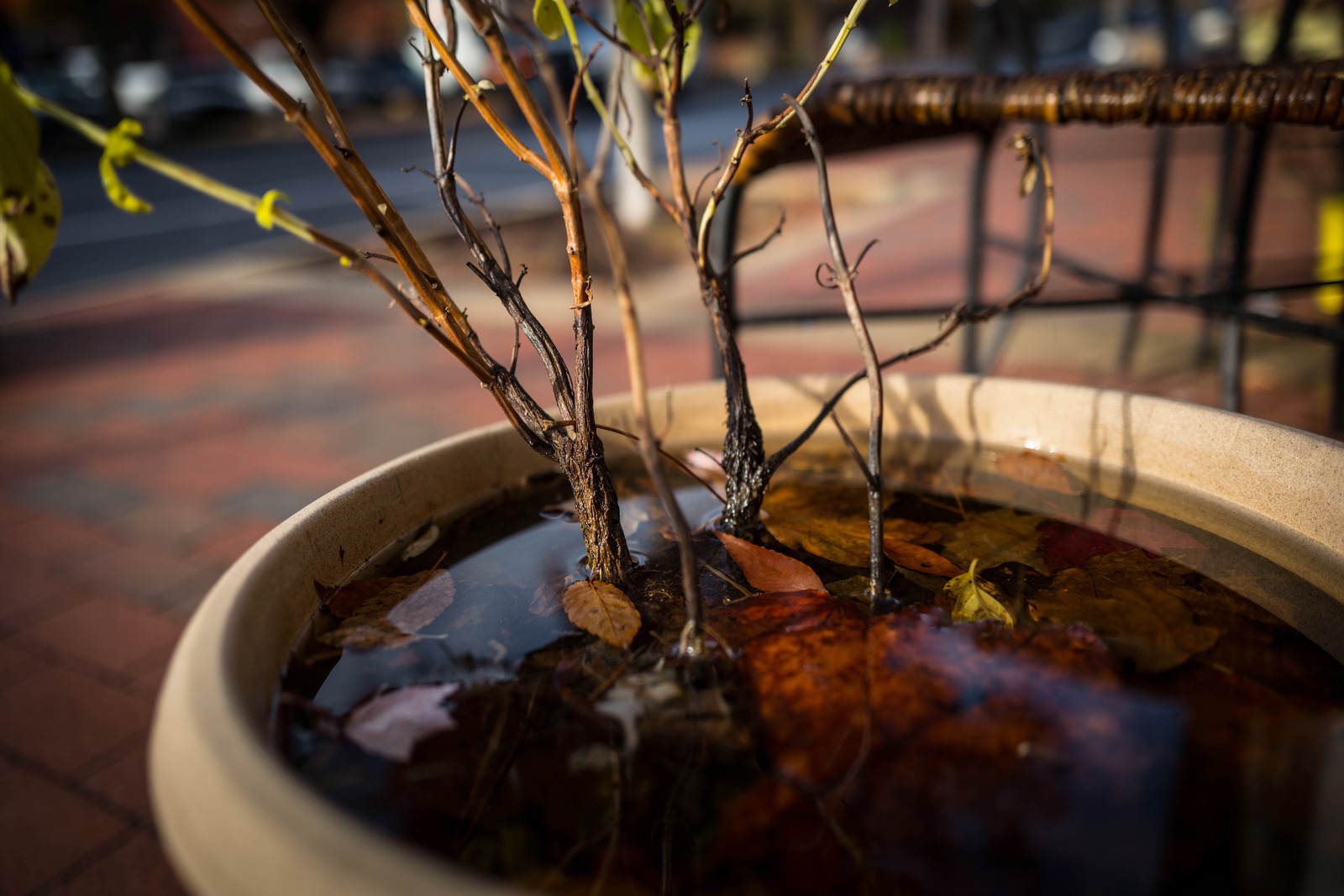 A Still Moment in Nature